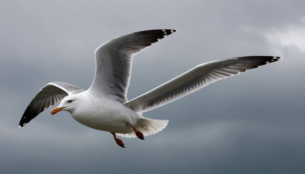 A seagull changing wing shape in flight