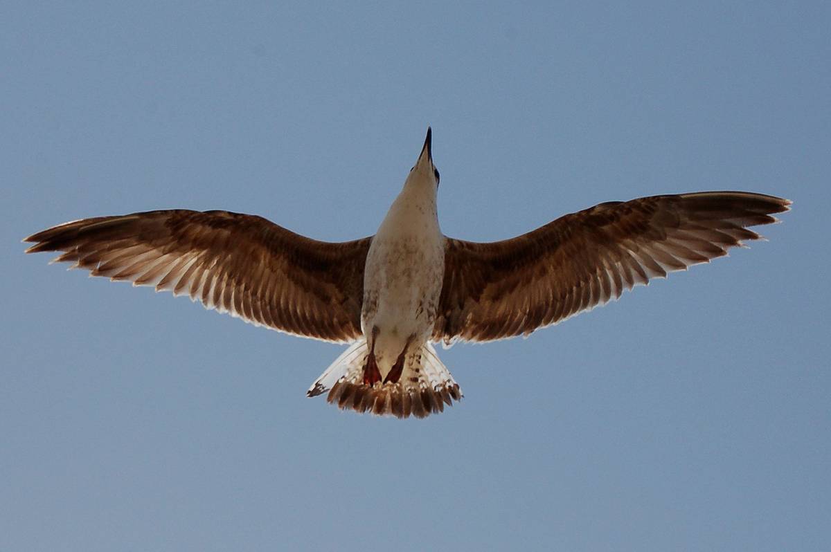 Seagull changing wing shape during flight
